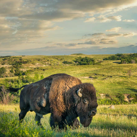 Bison Ground 1lb - Fossil Farms